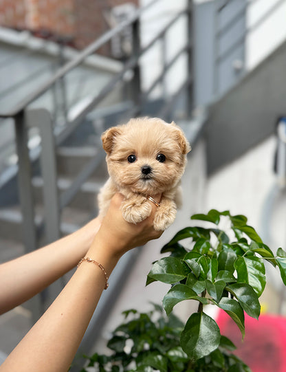 Teacup Maltipoo- sora