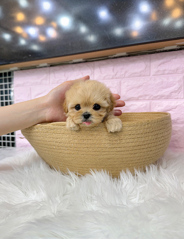 Teacup maltipoo-Riri