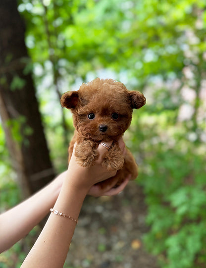 Teacup Toy poodle- lumi