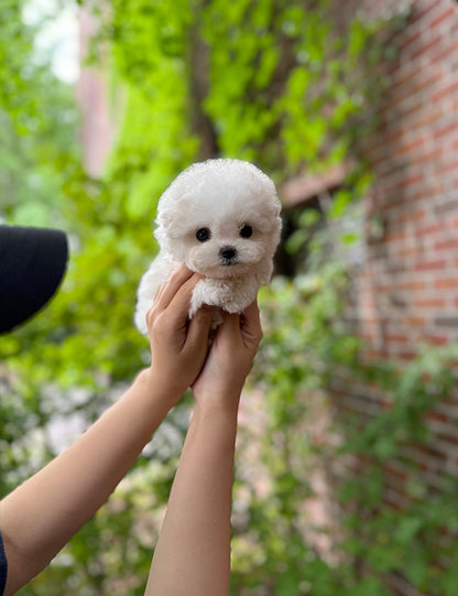 Teacup bichon frise - Mango