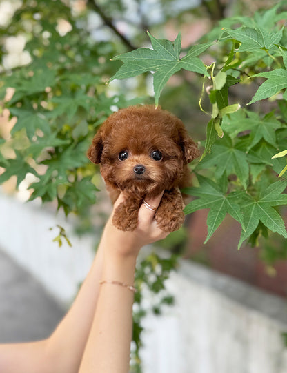 Teacup Red poodle- Amu