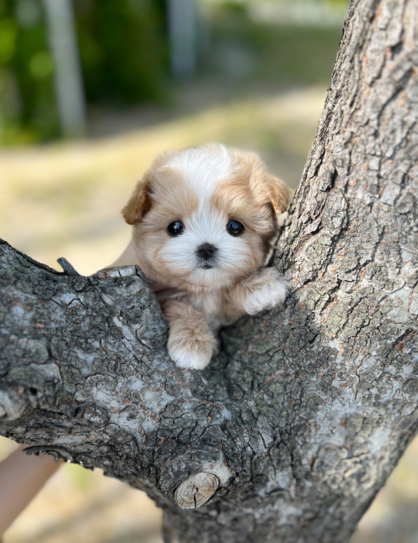 Tea cup Maltipoo-Nero - I LOVE DOG MAIN