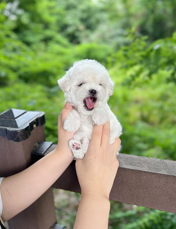 Teacup Bichonfrise -Ruri - I LOVE DOG MAIN