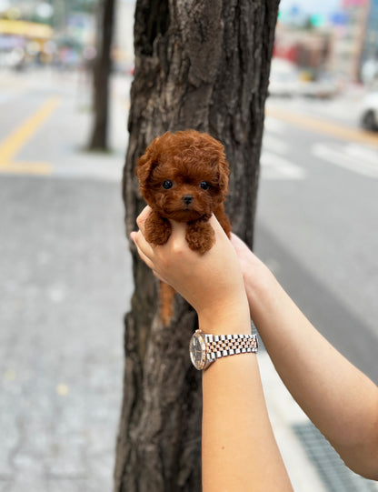 Tea cup poodle-Coco - I LOVE DOG MAIN