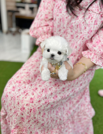 Tea cup Maltese- Snoopy - I LOVE DOG MAIN