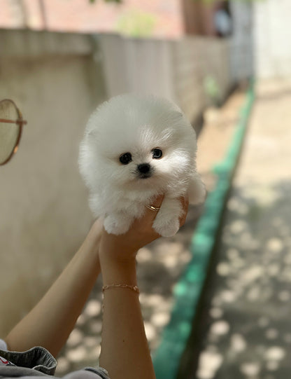 Teacup pomeranian- Songyi