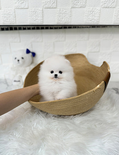 Teacup pomeranian- Sera