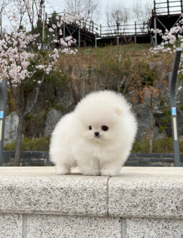 Tea cup pomeranian - mongmong - I LOVE DOG MAIN