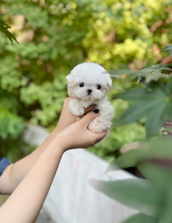 Tea cup Maltese- Rara - I LOVE DOG MAIN