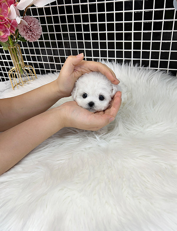 Tea cup Bichonfrise -Milky - I LOVE DOG MAIN