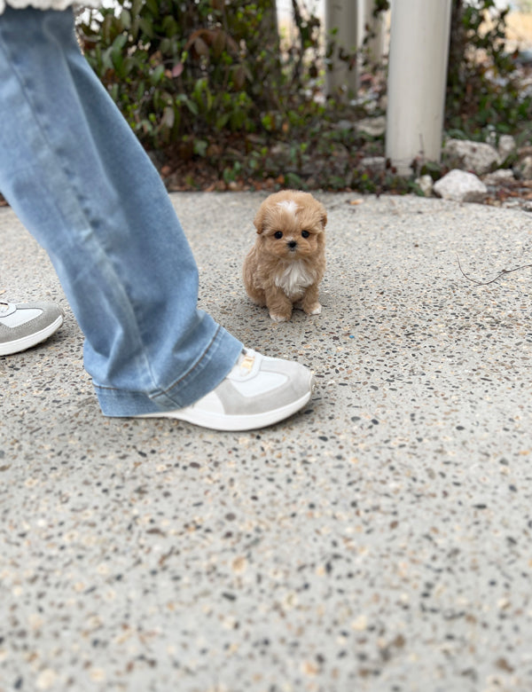 Tea cup maltipoo -Soda - I LOVE DOG MAIN