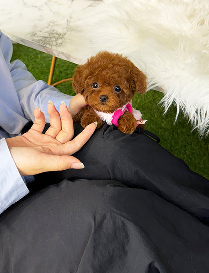 Tea cup Toy Poodle-Cheese