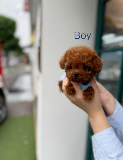 Tea cup Toy Poodle-Burger