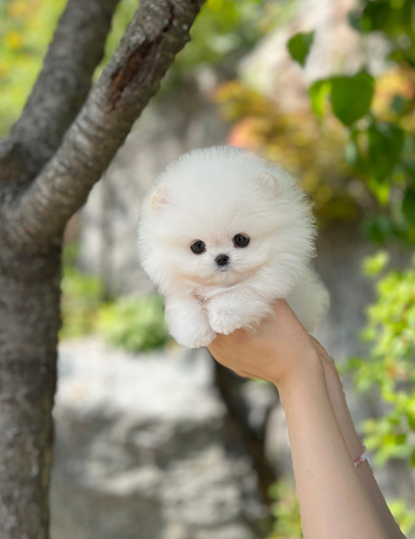 Teacup Pomeranian - Raki - I LOVE DOG MAIN