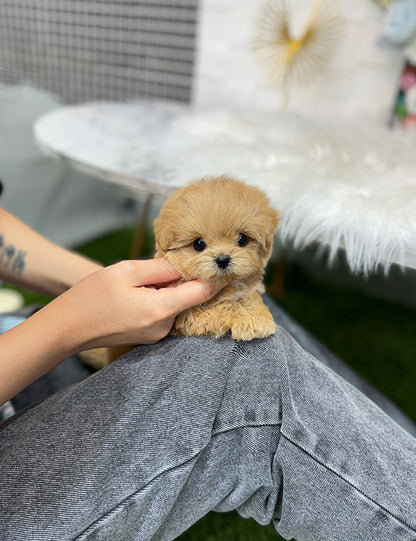 Teacup Maltipoo- Cream