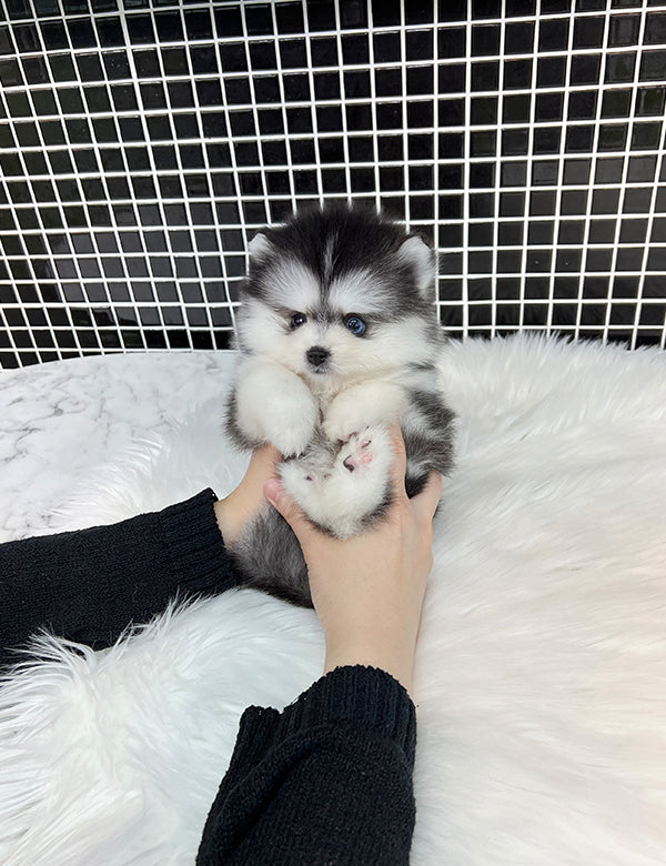 Teacup Pomsky -Shine - I LOVE DOG MAIN