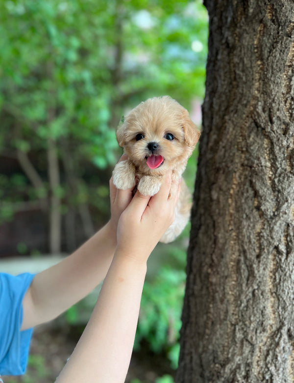 Tea cup Maltipoo-Diana - I LOVE DOG MAIN