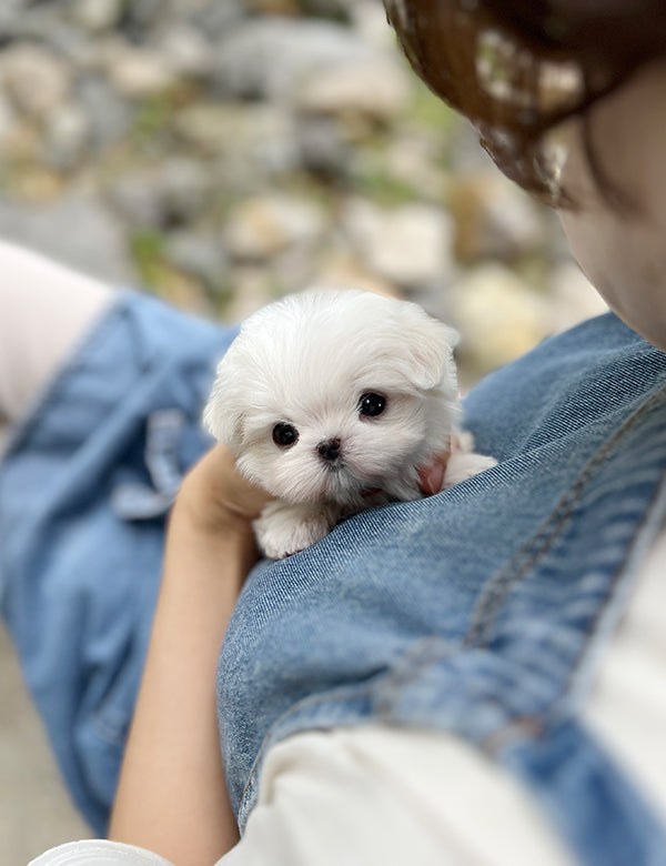 Teacup Maltese- Arin - I LOVE DOG MAIN