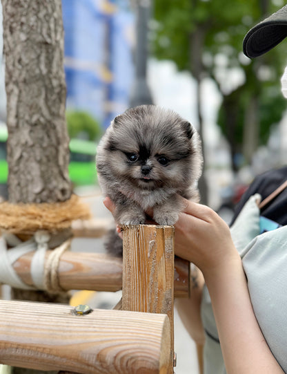 Teacup Bluemul pomeranian- Oreo