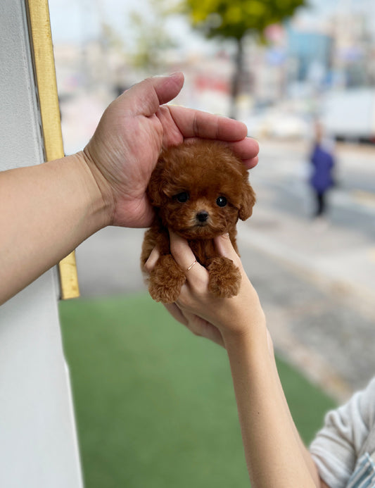 Teacup Redpoodle- Hena - I LOVE DOG MAIN