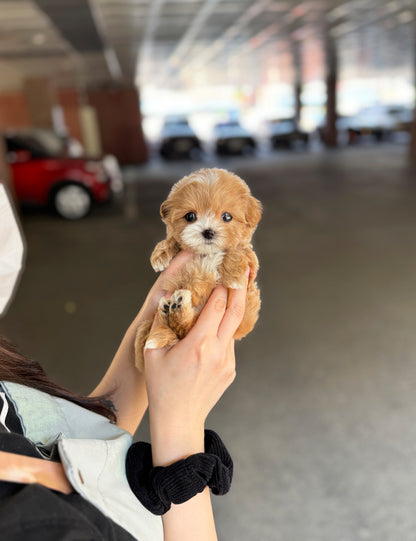 Teacup Maltipoo- Lita