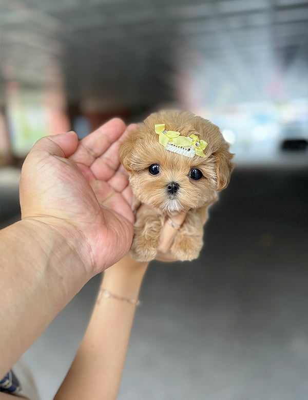 Teacup Maltipoo- hoho