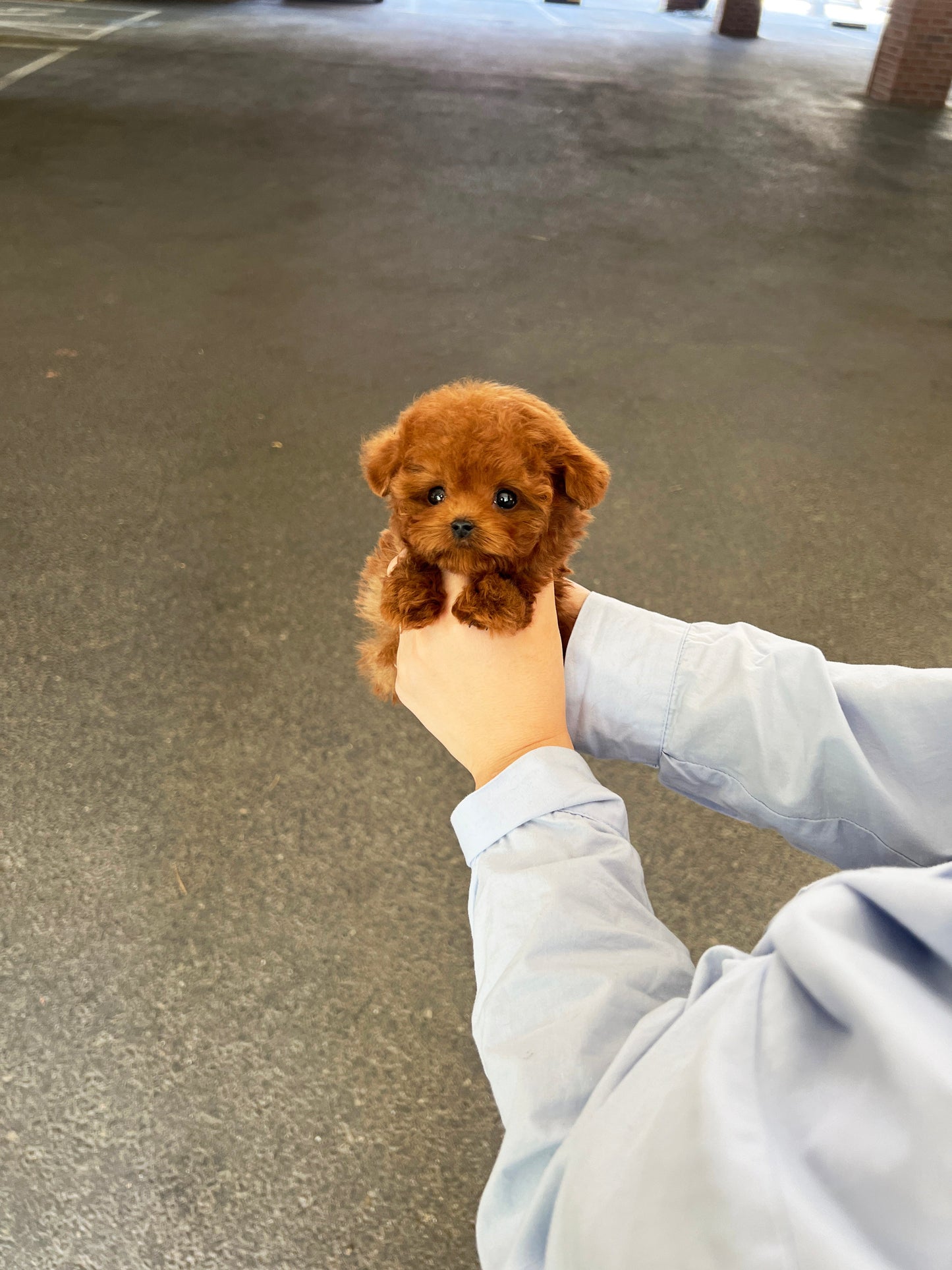 Tea cup Redpoodle - siro - I LOVE DOG MAIN