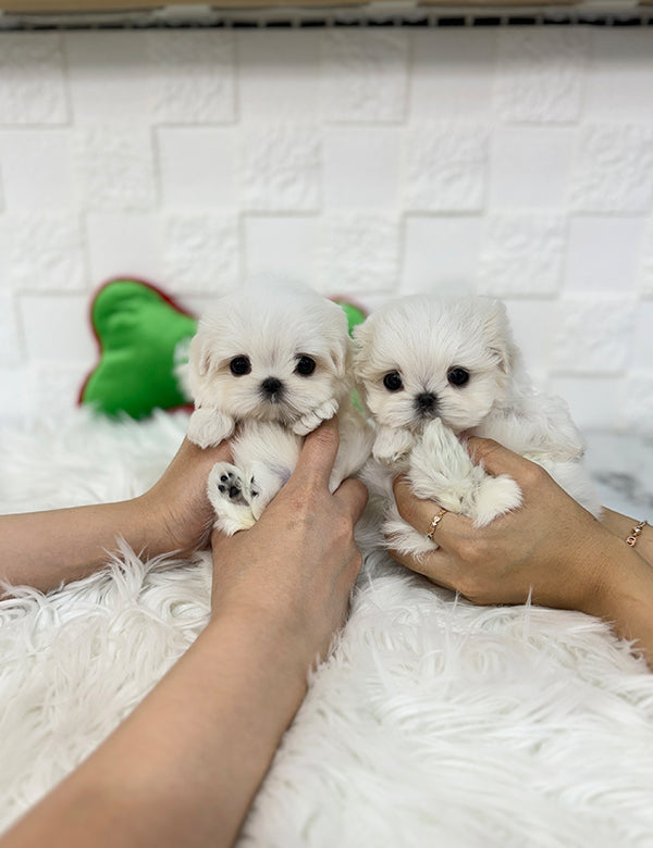 Teacup Maltese -Jeny&Popo