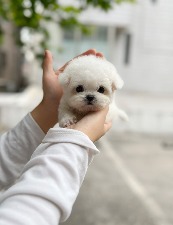 Tea cup Bichonfrise -Riri - I LOVE DOG MAIN