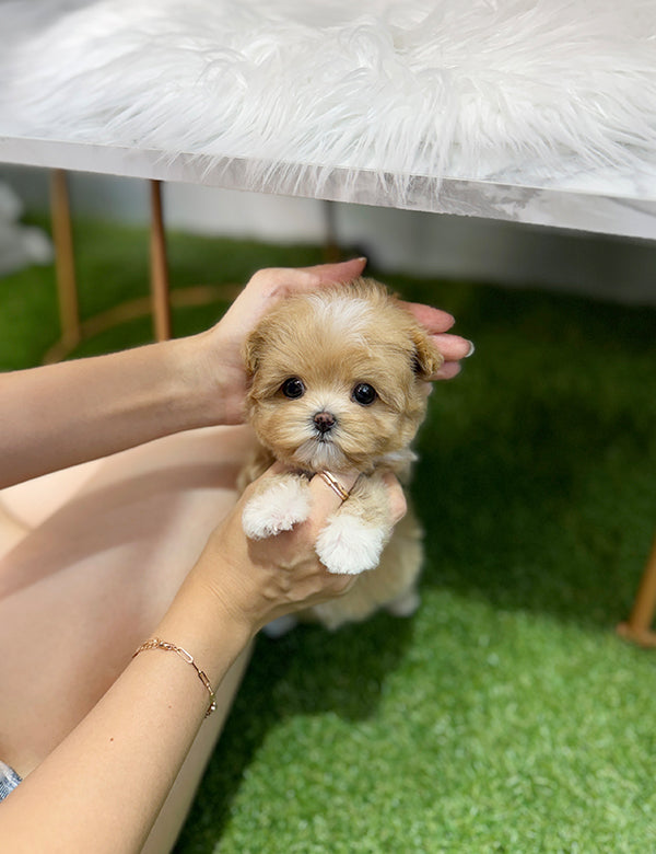 Teacup Maltipoo- Connie