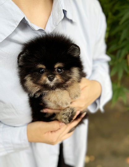 Teacup Blacktan pomeranian- Dongyi