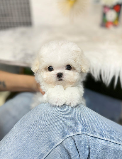 Teacup Bichonfrise -Chico