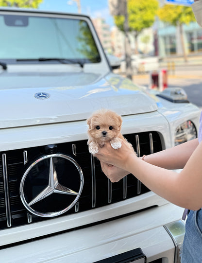 Teacup Maltipoo- Noa