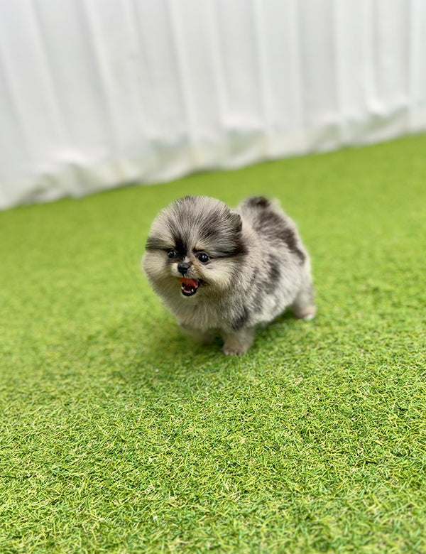 Teacup Bluemul pomeranian- Oreo