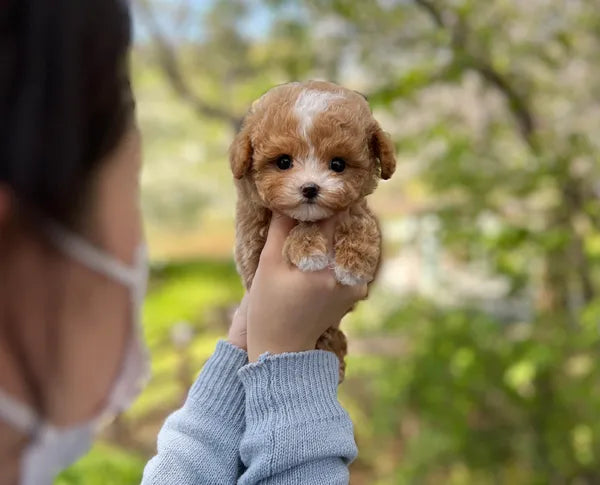 Tea cup Maltipoo- Mochi - I LOVE DOG MAIN