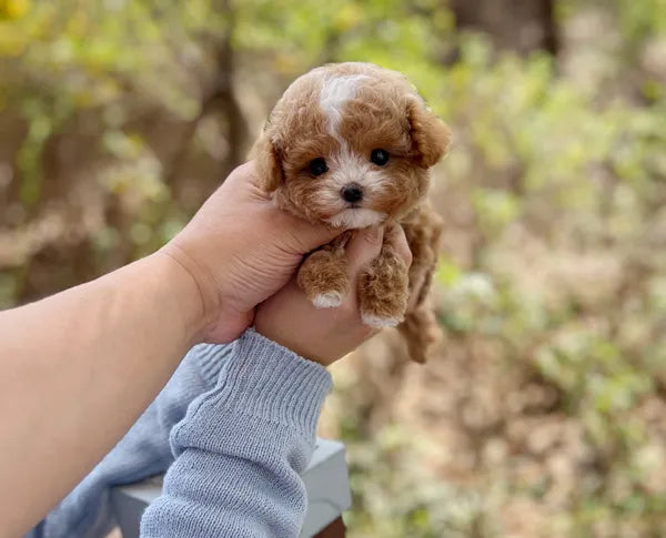 Tea cup Maltipoo- Mochi - I LOVE DOG MAIN