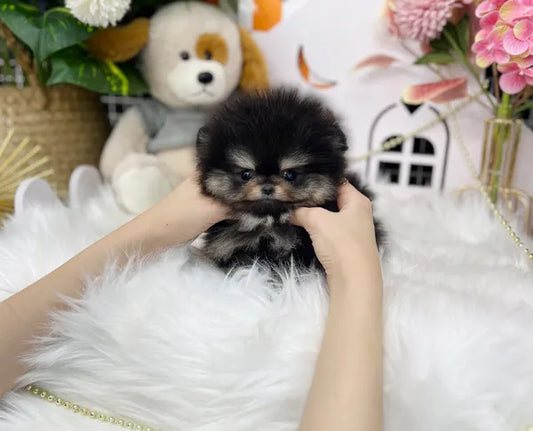 Teacup blacktan pomeranian- Bao - I LOVE DOG MAIN