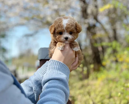 Tea cup Maltipoo- Mochi - I LOVE DOG MAIN