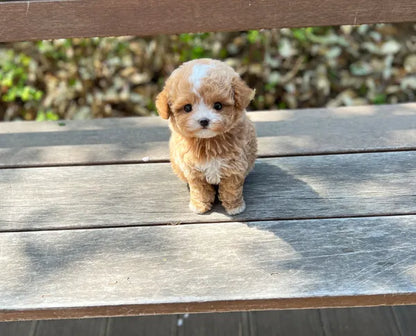 Tea cup Maltipoo- Mochi - I LOVE DOG MAIN