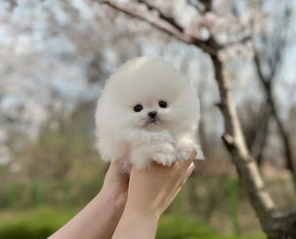 Teacup pomeranian-Tomi - I LOVE DOG MAIN