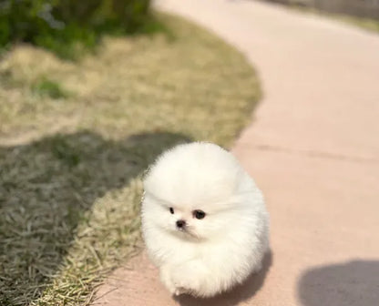 Teacup pomeranian-Tomi - I LOVE DOG MAIN