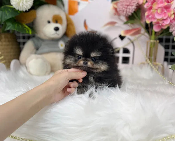 Teacup blacktan pomeranian- Bao - I LOVE DOG MAIN