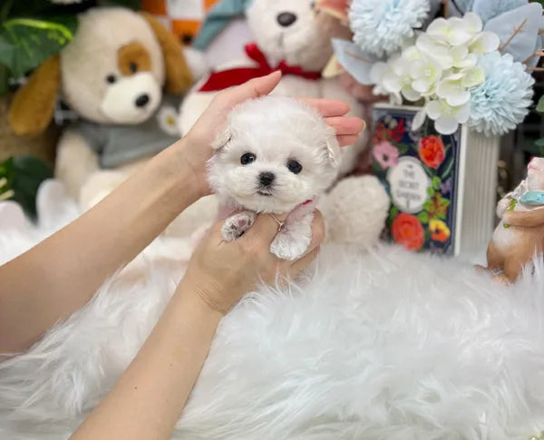 Teacup bichonfrise-Hi - I LOVE DOG MAIN