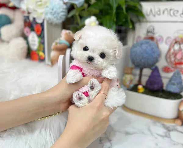 Teacup bichonfrise-Hi - I LOVE DOG MAIN