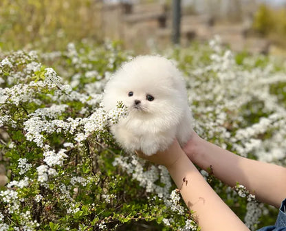 Teacup pomeranian-Tomi - I LOVE DOG MAIN