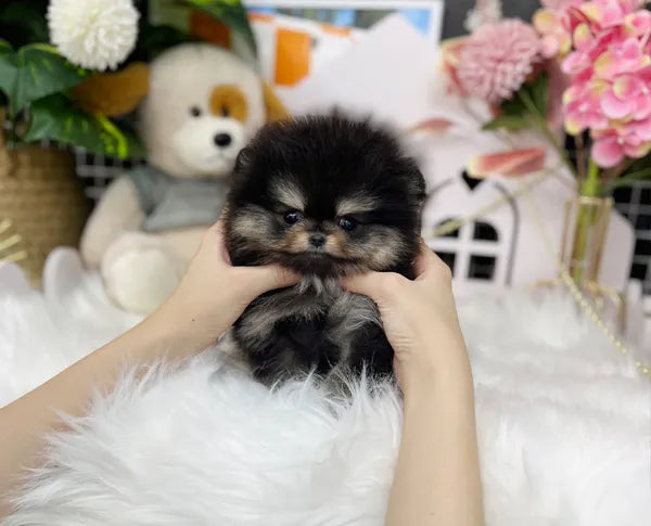 Teacup blacktan pomeranian- Bao - I LOVE DOG MAIN