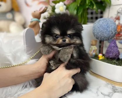 Teacup blacktan pomeranian- Bao - I LOVE DOG MAIN