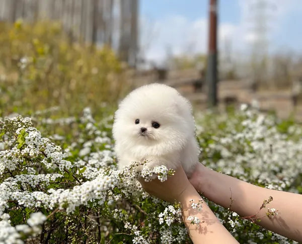 Teacup pomeranian-Tomi - I LOVE DOG MAIN