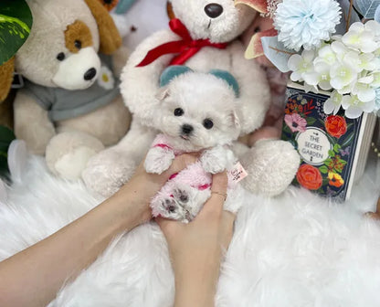 Teacup bichonfrise-Hi - I LOVE DOG MAIN