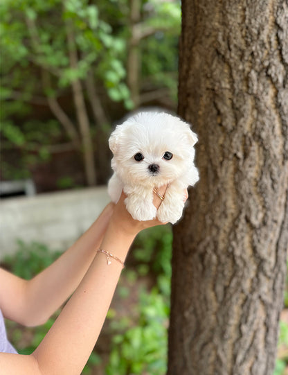 Teacup Maltese-Arin